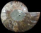 Polished Ammonite Fossil (Half) - Agatized #51777-1